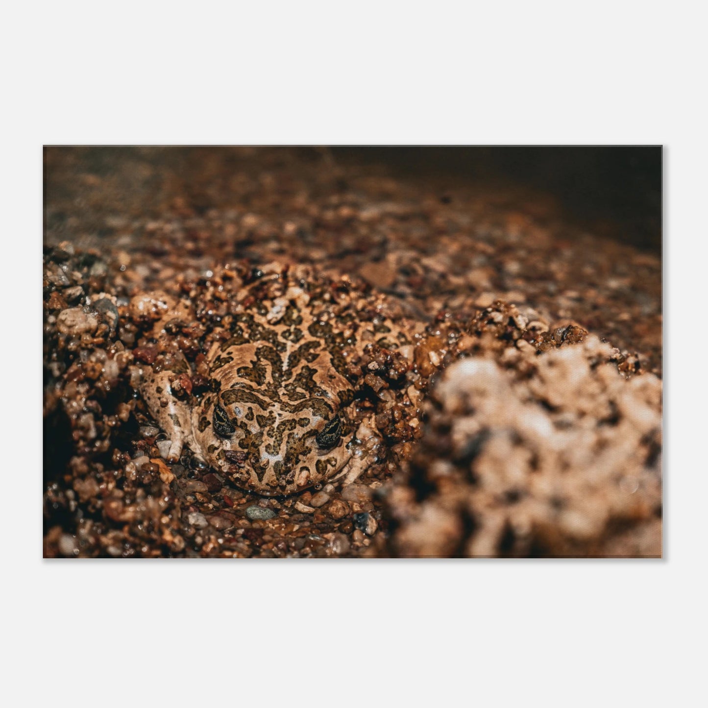 "En harmonie avec la Nature" - Monkey Prints - Print Material