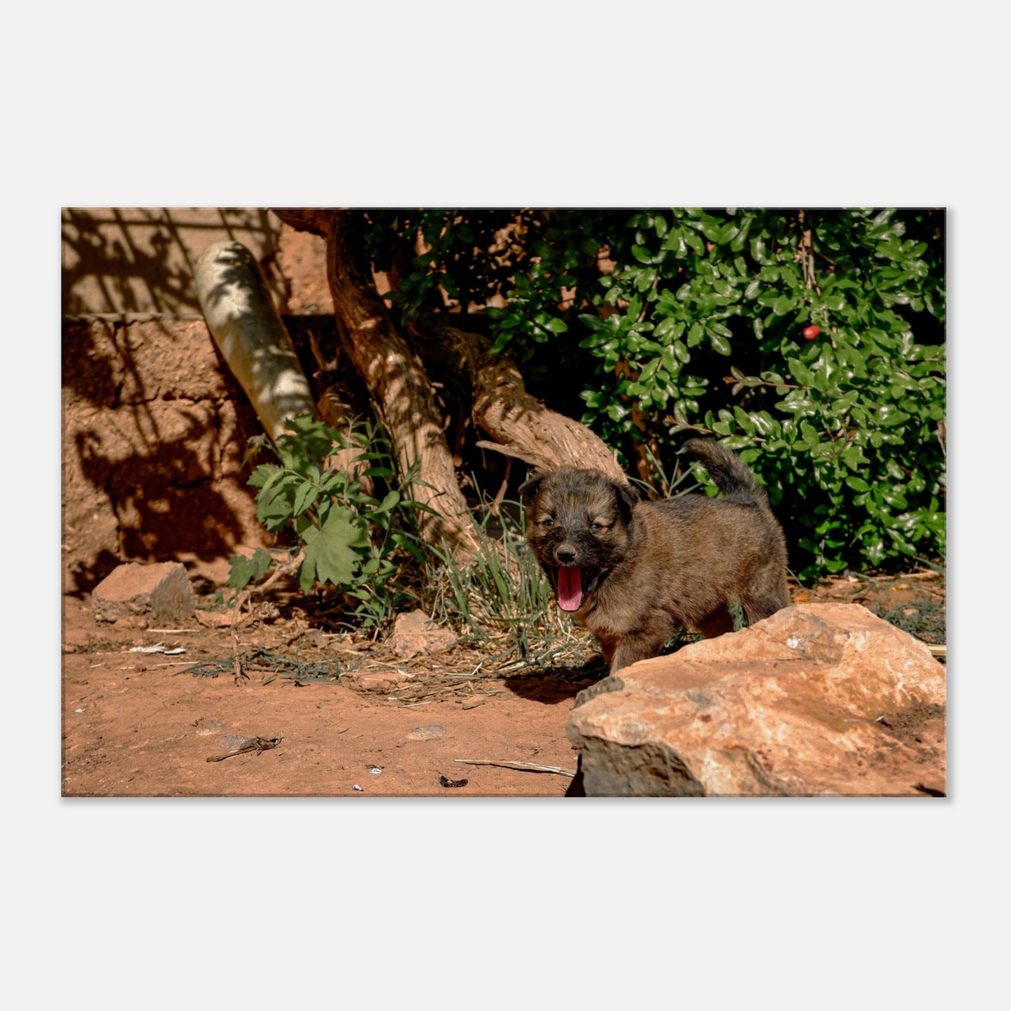 "Chien heureux" - Monkey Prints - Print Material
