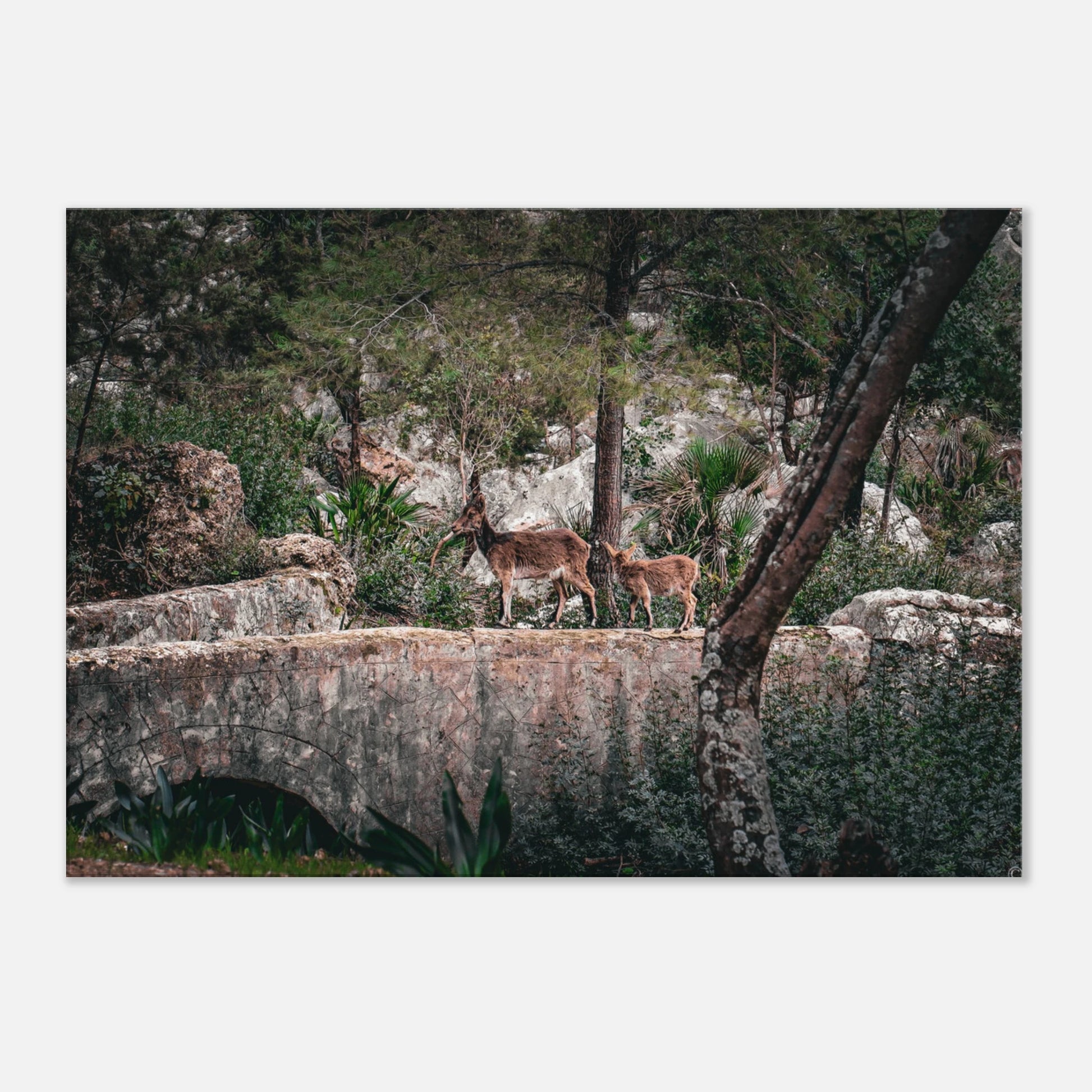 "Sendero Salvaje" - Monkey Prints - Print Material