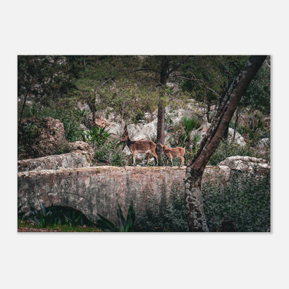 "Sendero Salvaje" - Monkey Prints - Print Material