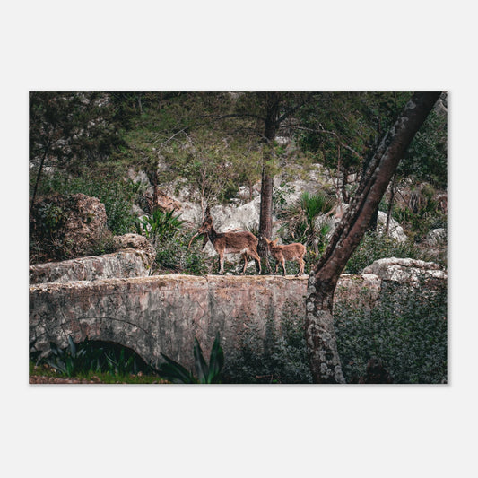 "Sendero Salvaje" - Monkey Prints - Print Material